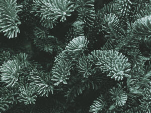 fraser,fir,winter,holiday,branches,texture